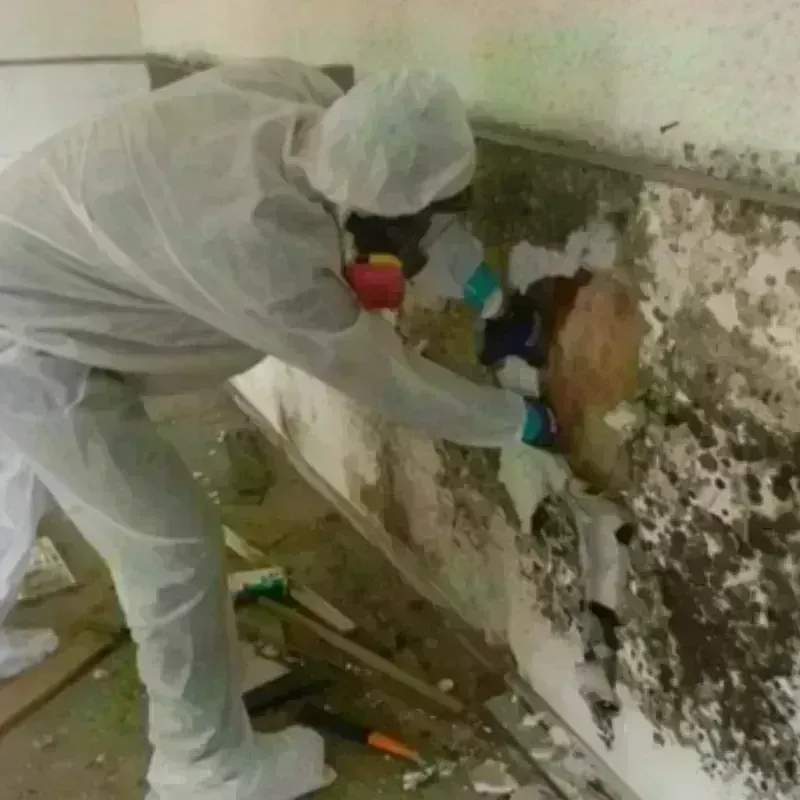 Mold Remediation and Removal in Barranquitas, PR